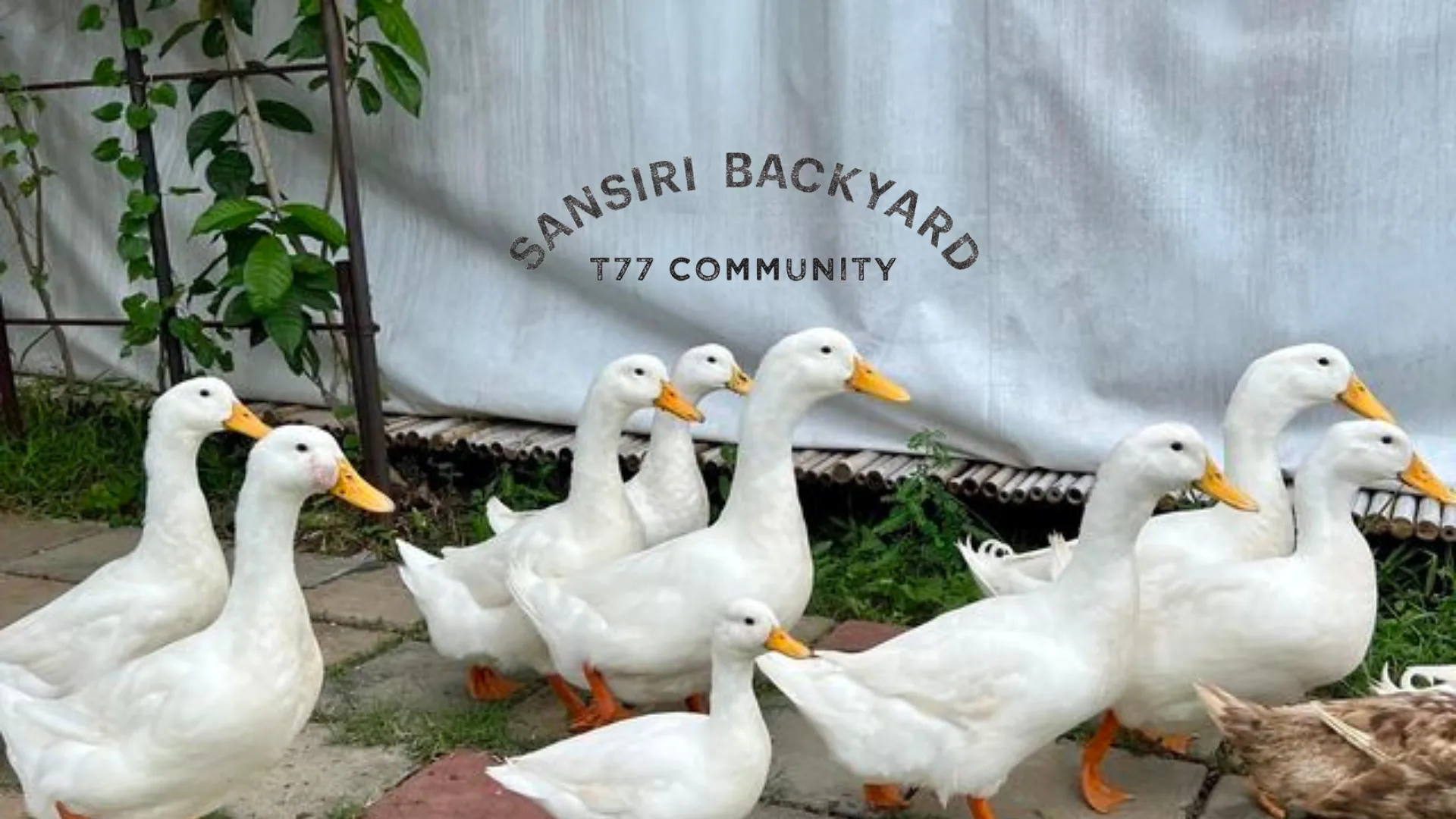White ducks beside the Sansiri Backyard sign at the T77 community farm