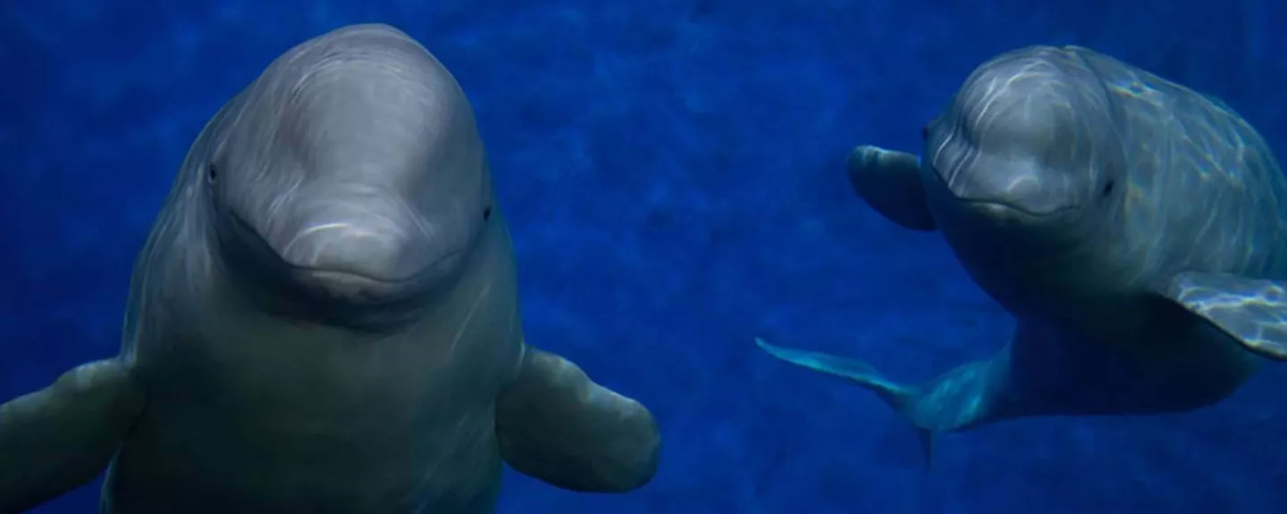 Two pale whales swimming behind the glass of an aquarium tank