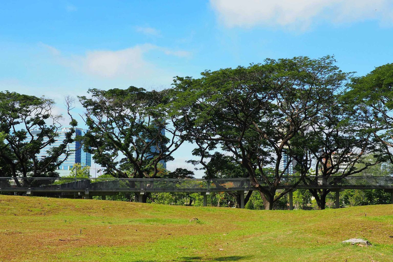 A wide lawn and shade trees in a Bangkok park with towers behind