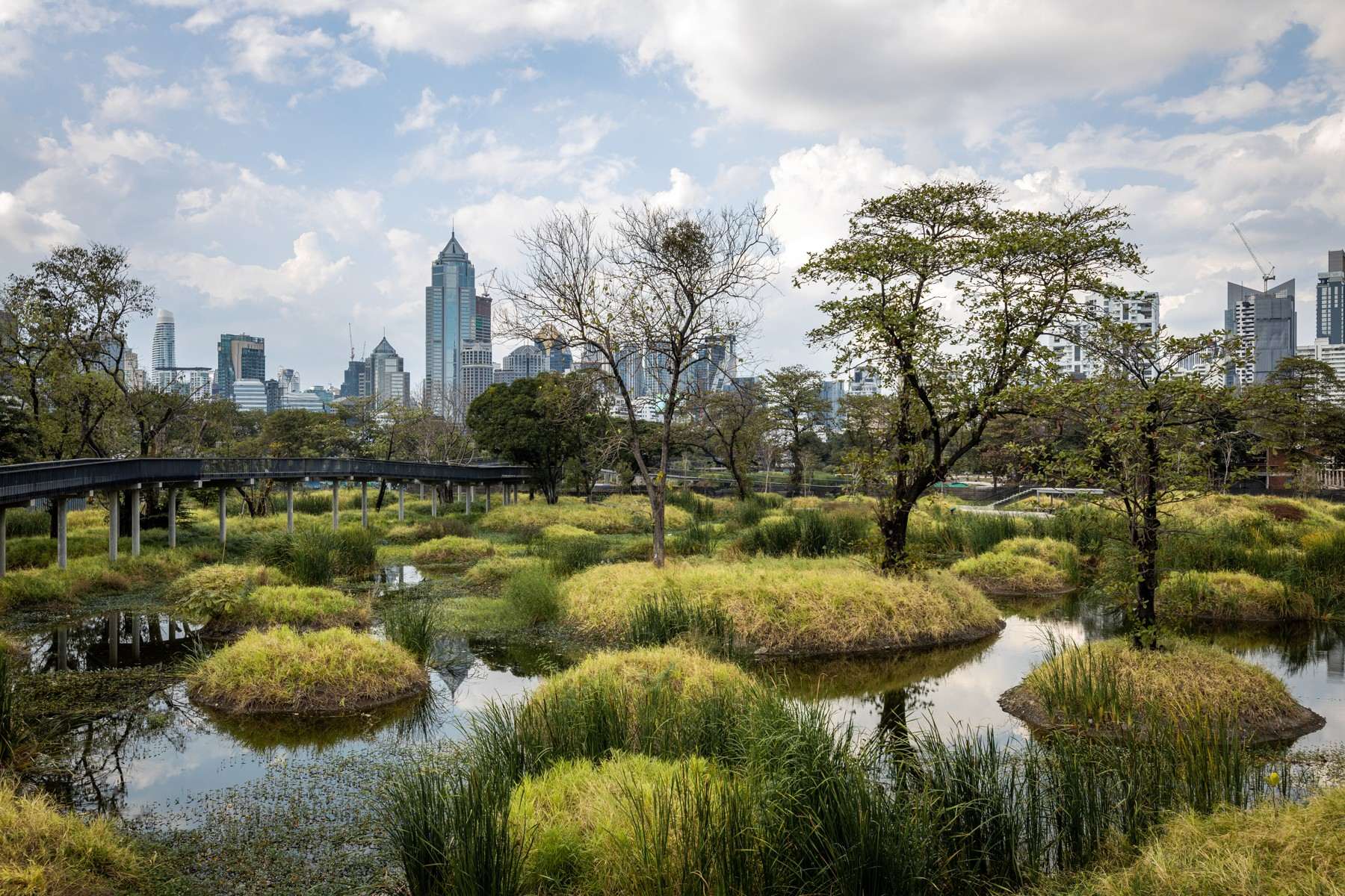 Wetland reeds and boardwalks at Benjakitti Forest Park with the Bangkok skyline behind